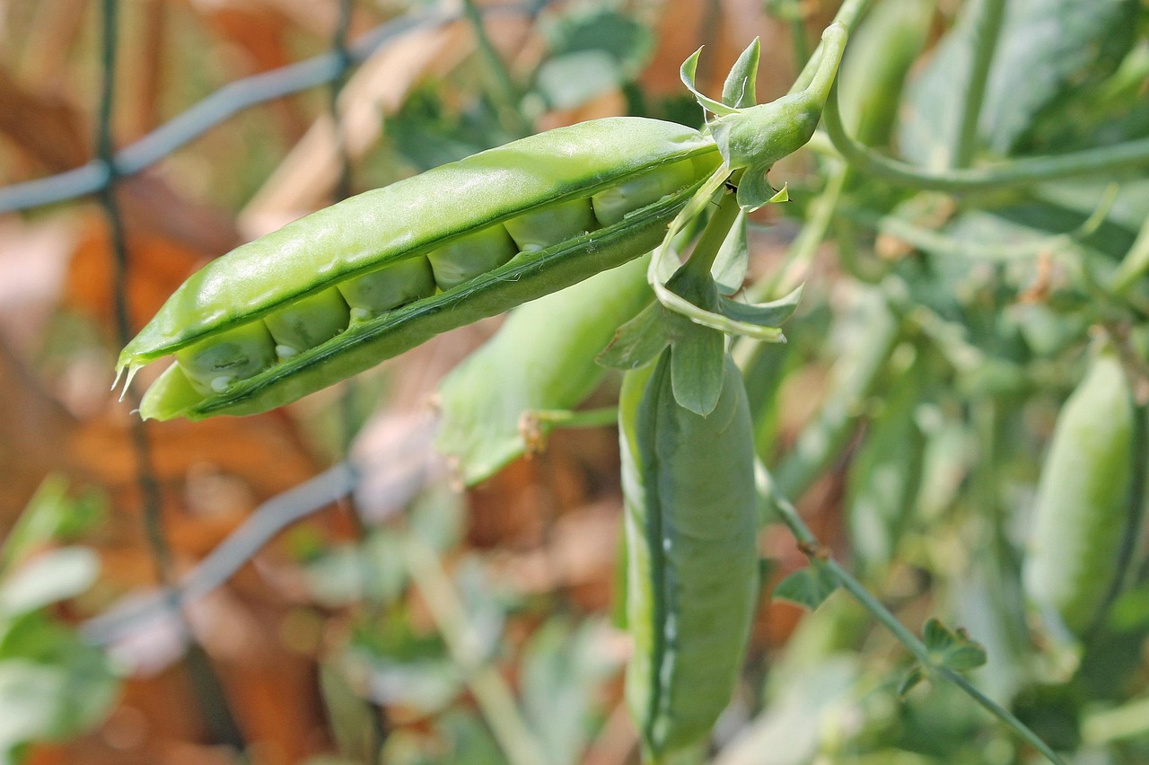 Scientists finally solve the 160-year-old problem of Mendel’s peas
